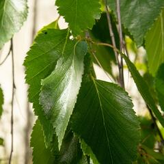 Bříza himalájská 'Pendula' - Betula utilis 'Pendula'