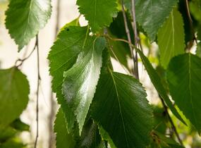 Bříza himalájská 'Pendula' - Betula utilis 'Pendula'