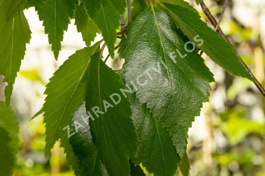 Bříza himalájská 'Pendula' - Betula utilis 'Pendula'