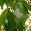 Bříza himalájská 'Pendula' - Betula utilis 'Pendula'