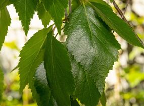 Bříza himalájská 'Pendula' - Betula utilis 'Pendula'