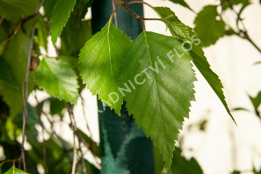Bříza himalájská 'Pendula' - Betula utilis 'Pendula'