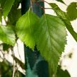 Bříza himalájská 'Pendula' - Betula utilis 'Pendula'