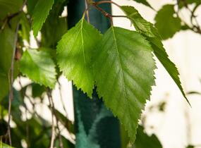 Bříza himalájská 'Pendula' - Betula utilis 'Pendula'