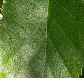 Bříza himalájská 'Pendula' - Betula utilis 'Pendula'