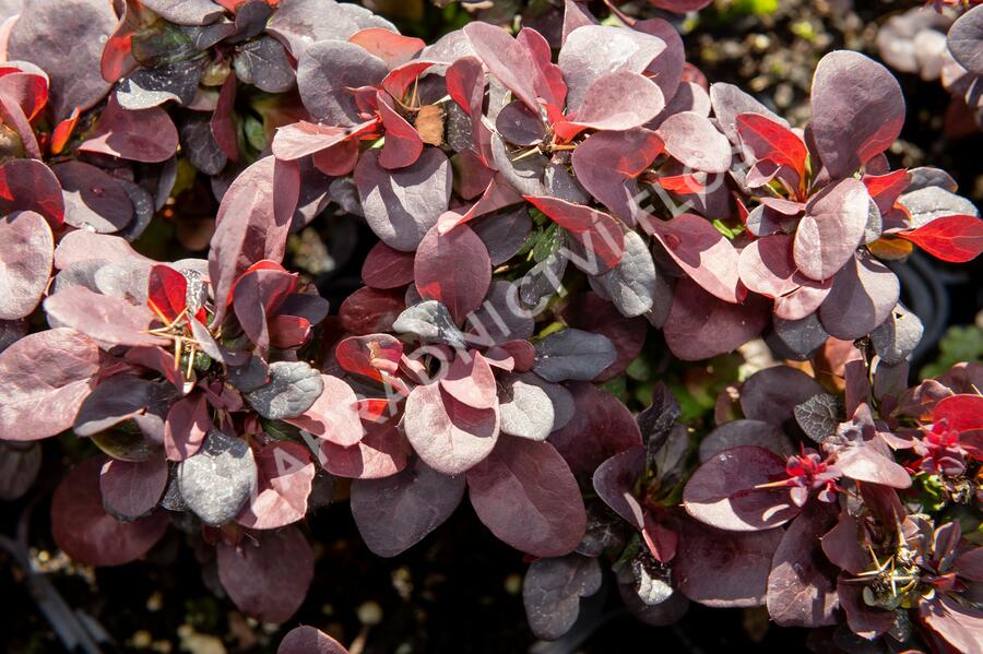 Dřišťál Thunbergův 'Concorde' - Berberis thunbergii 'Concorde'