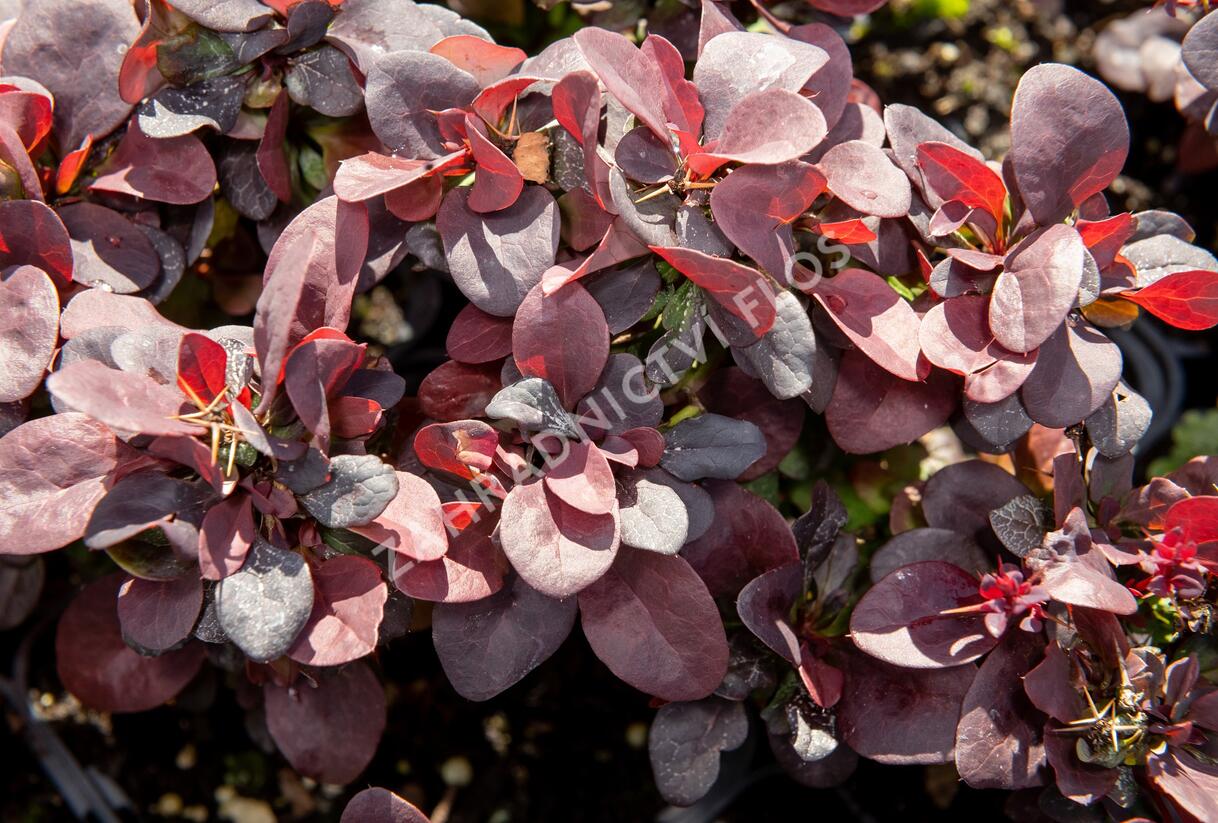Dřišťál Thunbergův 'Concorde' - Berberis thunbergii 'Concorde'