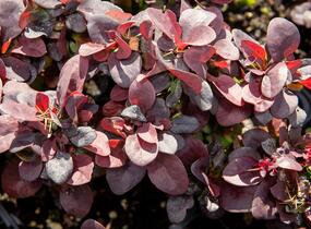 Dřišťál Thunbergův 'Concorde' - Berberis thunbergii 'Concorde'