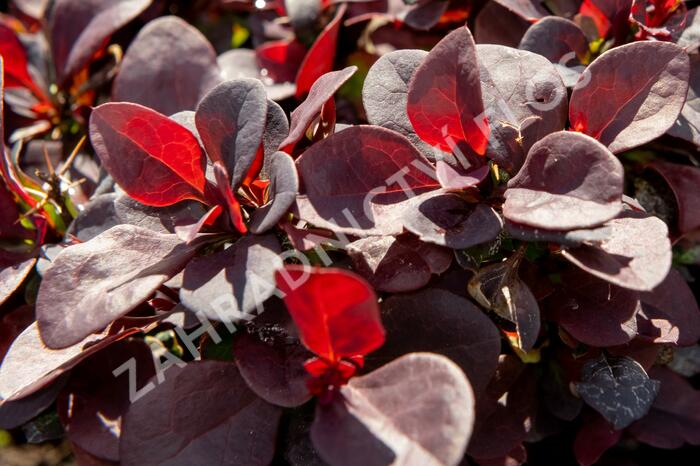 Dřišťál Thunbergův 'Concorde' - Berberis thunbergii 'Concorde'