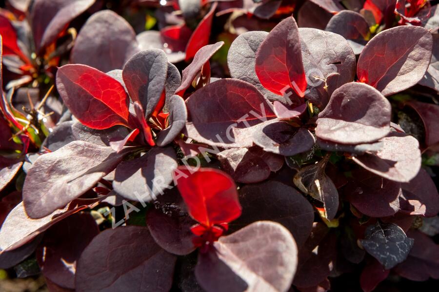 Dřišťál Thunbergův 'Concorde' - Berberis thunbergii 'Concorde'