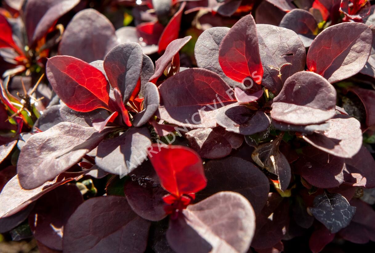 Dřišťál Thunbergův 'Concorde' - Berberis thunbergii 'Concorde'