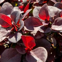Dřišťál Thunbergův 'Concorde' - Berberis thunbergii 'Concorde'