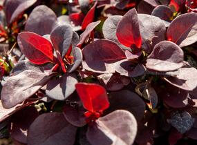 Dřišťál Thunbergův 'Concorde' - Berberis thunbergii 'Concorde'