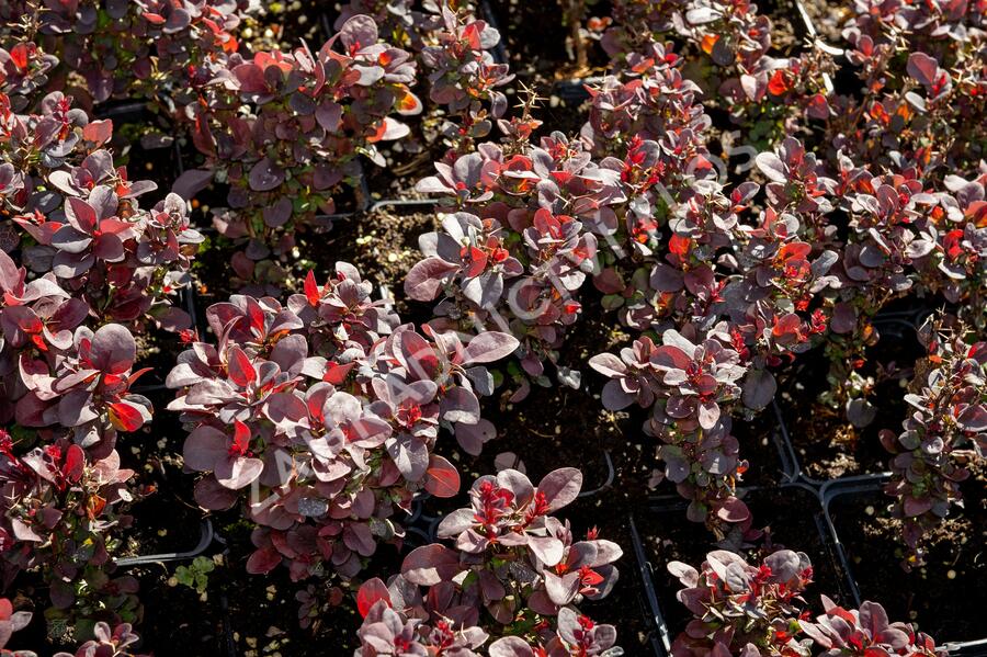 Dřišťál Thunbergův 'Concorde' - Berberis thunbergii 'Concorde'