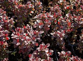 Dřišťál Thunbergův 'Concorde' - Berberis thunbergii 'Concorde'