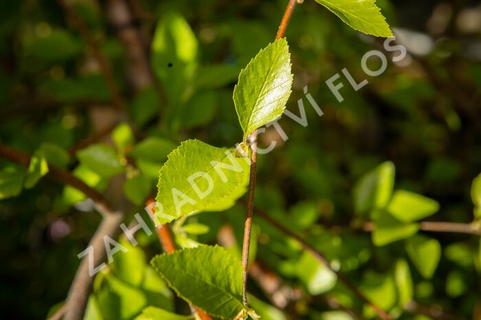 Bříza černá 'Summer Cascade' - Betula nigra 'Summer Cascade'