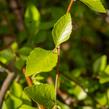Bříza černá 'Summer Cascade' - Betula nigra 'Summer Cascade'