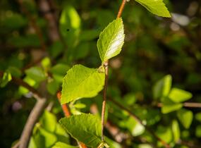 Bříza černá 'Summer Cascade' - Betula nigra 'Summer Cascade'