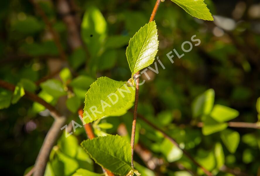Bříza černá 'Summer Cascade' - Betula nigra 'Summer Cascade'