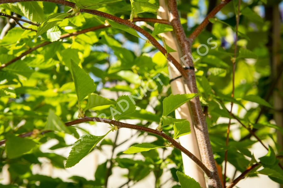 Bříza černá 'Summer Cascade' - Betula nigra 'Summer Cascade'