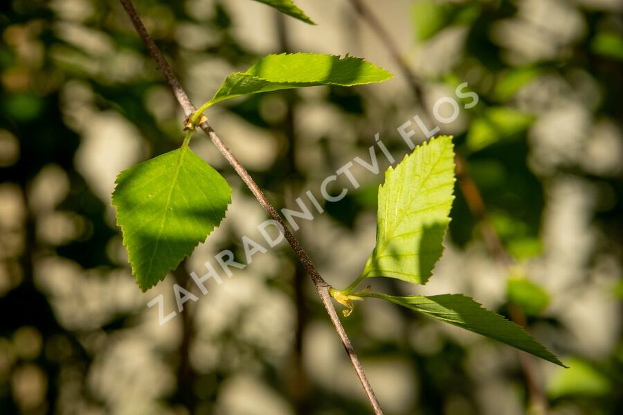 Bříza černá 'Summer Cascade' - Betula nigra 'Summer Cascade'