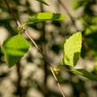 Bříza černá 'Summer Cascade' - Betula nigra 'Summer Cascade'