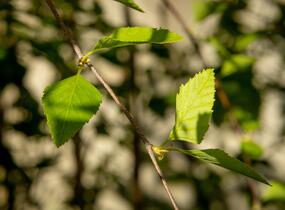 Bříza černá 'Summer Cascade' - Betula nigra 'Summer Cascade'