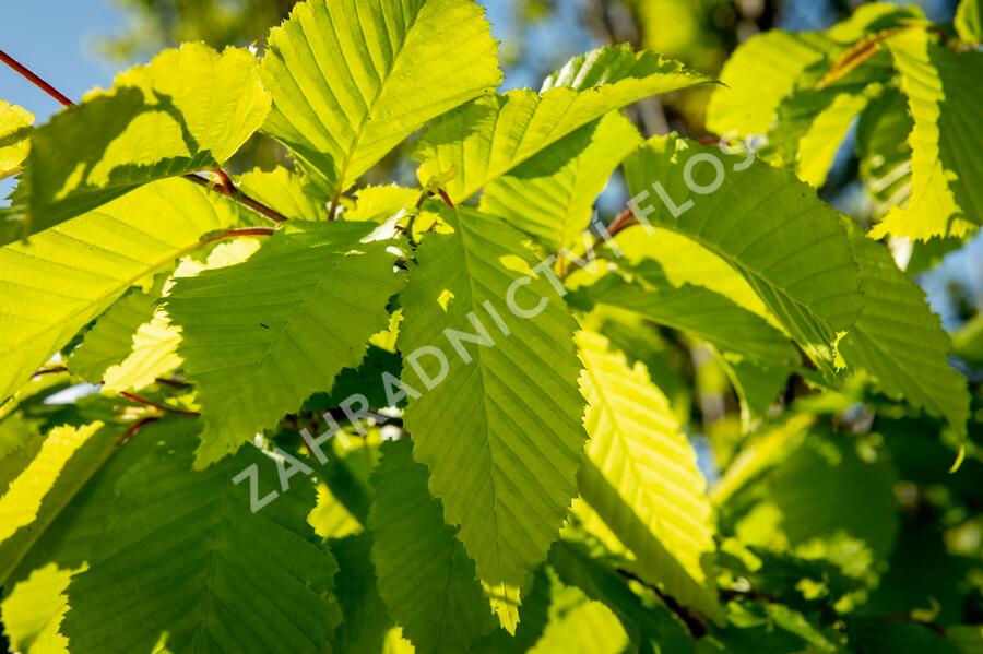Habr obecný 'Frans Fontaine' - Carpinus betulus 'Frans Fontaine'