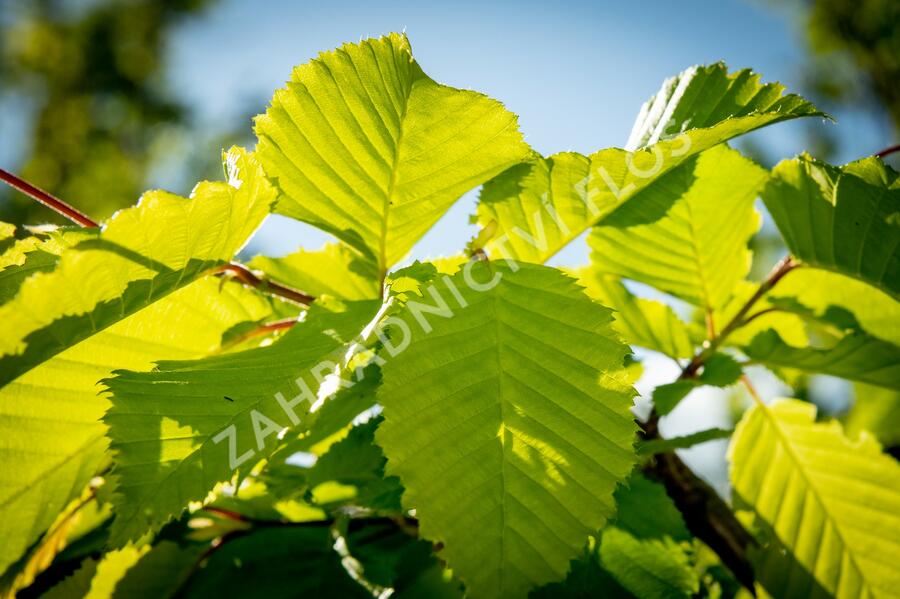 Habr obecný 'Frans Fontaine' - Carpinus betulus 'Frans Fontaine'