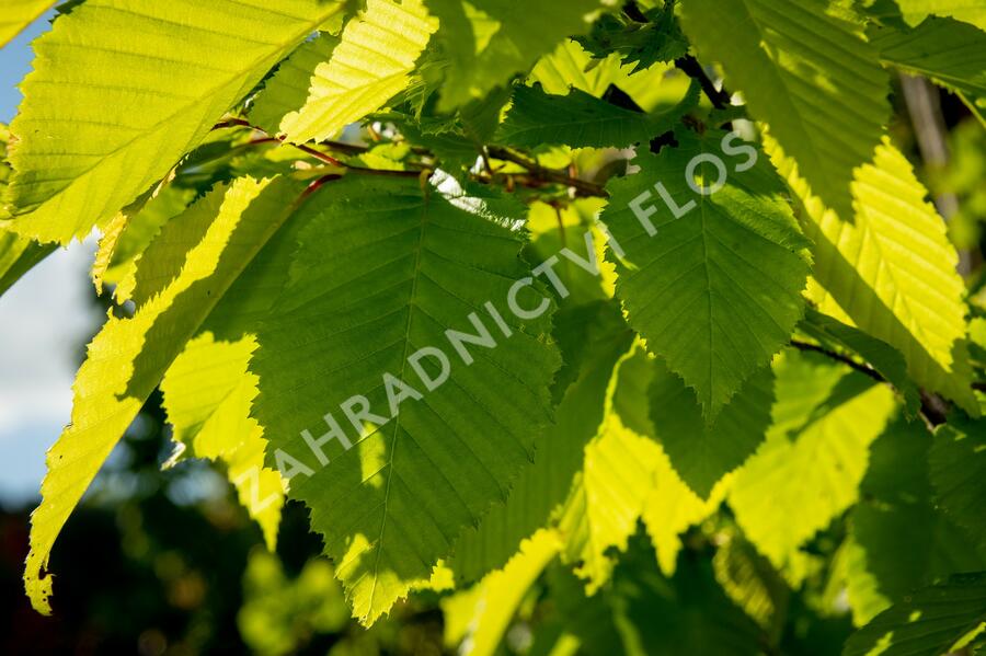 Habr obecný 'Frans Fontaine' - Carpinus betulus 'Frans Fontaine'