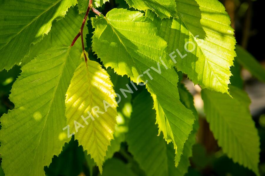 Habr obecný 'Frans Fontaine' - Carpinus betulus 'Frans Fontaine'