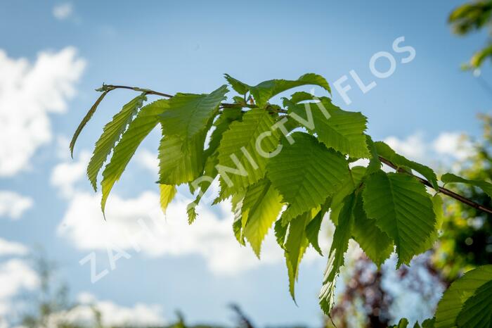 Habr obecný 'Frans Fontaine' - Carpinus betulus 'Frans Fontaine'