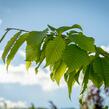 Habr obecný 'Frans Fontaine' - Carpinus betulus 'Frans Fontaine'