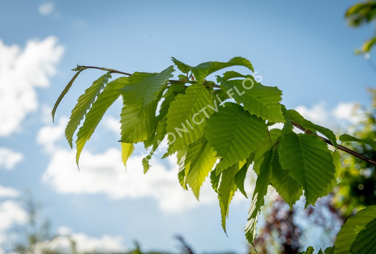 Habr obecný 'Frans Fontaine' - Carpinus betulus 'Frans Fontaine'