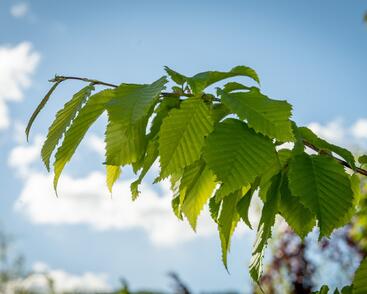 Habr obecný 'Frans Fontaine'