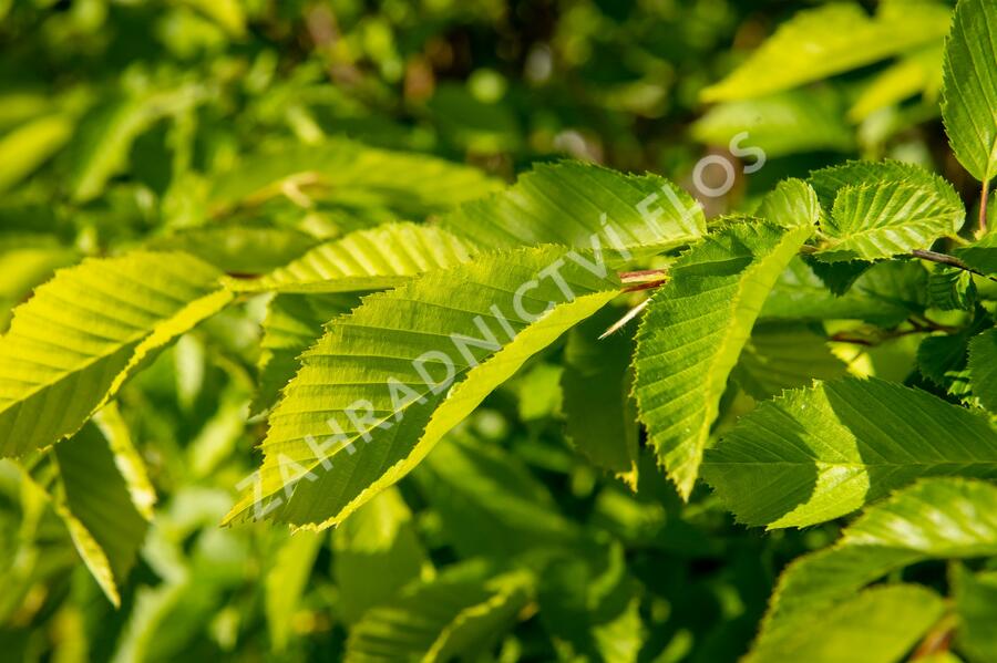 Habr obecný 'Pyramidalis' - Carpinus betulus 'Pyramidalis'