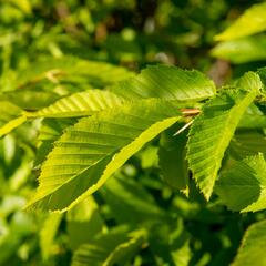 Habr obecný 'Pyramidalis' - Carpinus betulus 'Pyramidalis'
