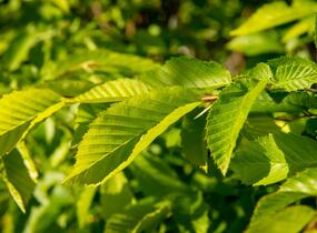 Habr obecný 'Pyramidalis' - Carpinus betulus 'Pyramidalis'