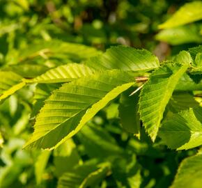 Habr obecný 'Pyramidalis' - Carpinus betulus 'Pyramidalis'