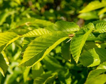 Habr obecný 'Pyramidalis'