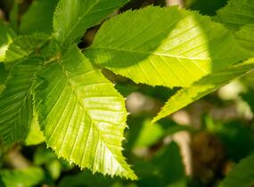 Habr obecný 'Pyramidalis' - Carpinus betulus 'Pyramidalis'