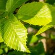 Habr obecný 'Pyramidalis' - Carpinus betulus 'Pyramidalis'