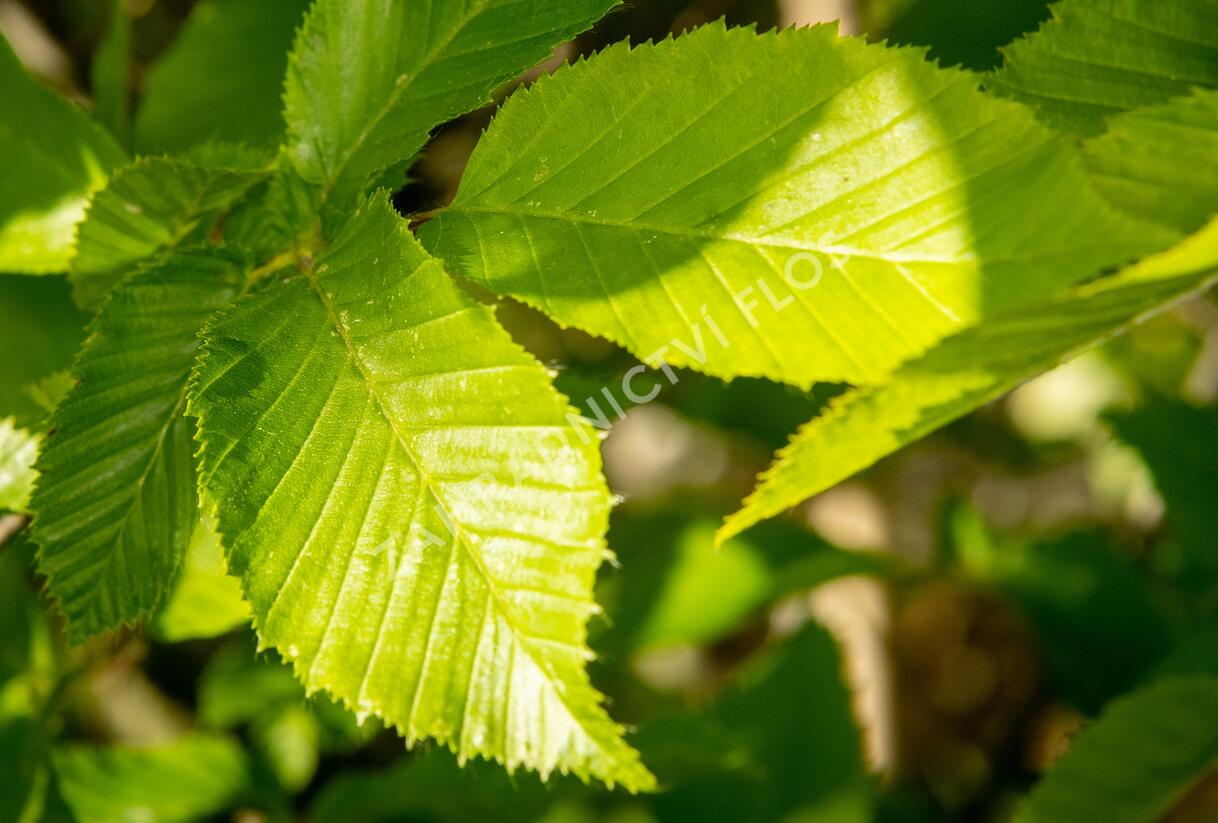 Habr obecný 'Pyramidalis' - Carpinus betulus 'Pyramidalis'