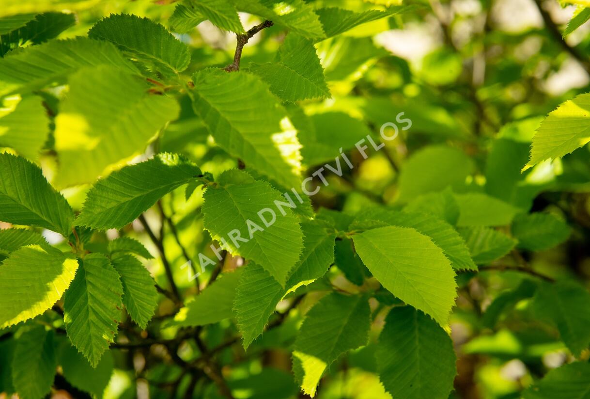 Habr obecný 'Pyramidalis' - Carpinus betulus 'Pyramidalis'