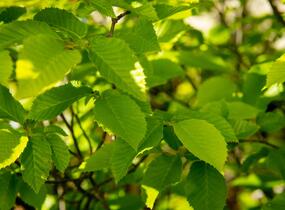 Habr obecný 'Pyramidalis' - Carpinus betulus 'Pyramidalis'
