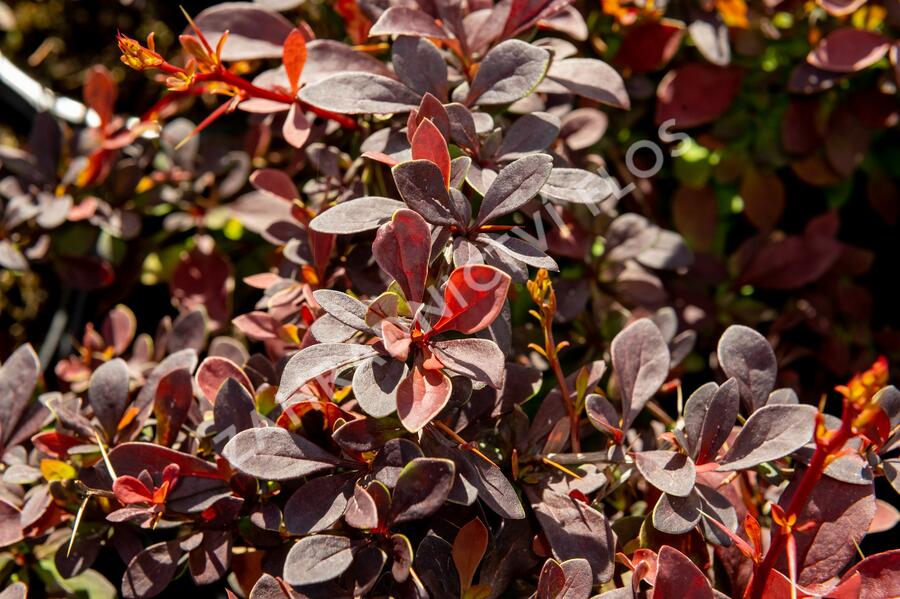 Dřišťál Thunbergův 'Coronita' - Berberis thunbergii 'Coronita'