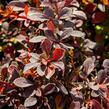 Dřišťál Thunbergův 'Coronita' - Berberis thunbergii 'Coronita'