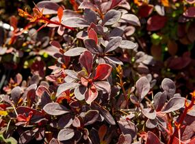 Dřišťál Thunbergův 'Coronita' - Berberis thunbergii 'Coronita'
