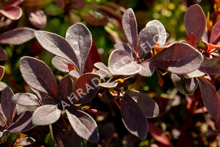 Dřišťál Thunbergův 'Coronita' - Berberis thunbergii 'Coronita'