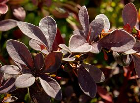Dřišťál Thunbergův 'Coronita' - Berberis thunbergii 'Coronita'